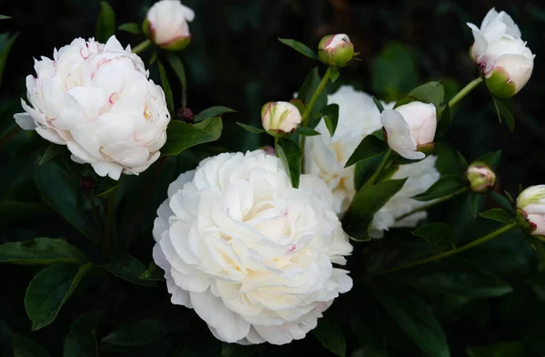 stock image The milk White pentecost Rose Paeonia lactiflora