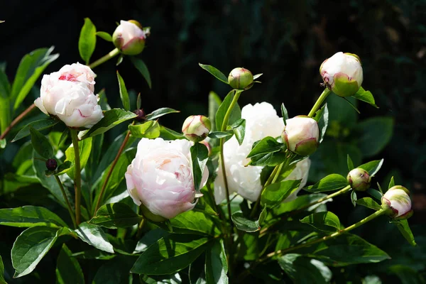 Mleko Białe Pięćdziesiątnice Rose Paeonia Lactiflora — Zdjęcie stockowe