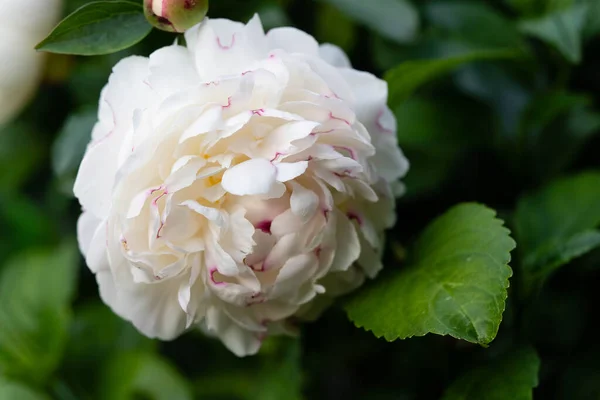 Γάλα White Pentecost Rose Paeonia Lactiflora — Φωτογραφία Αρχείου