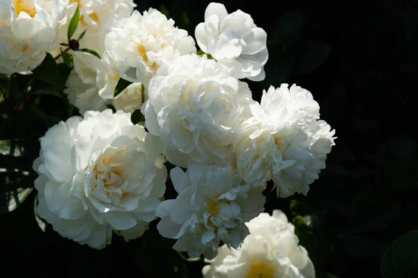 Leche Pentecostés Blanco Rosa Paeonia Lactiflora —  Fotos de Stock