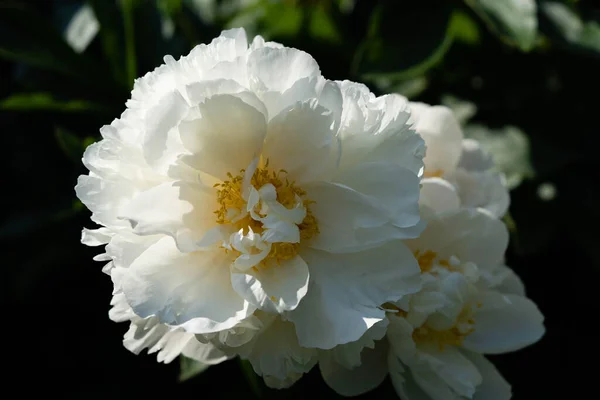 Milk White Pentecost Rose Paeonia Lactiflora — Stock Photo, Image