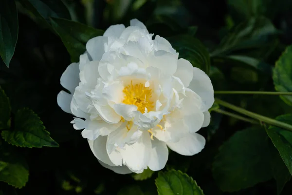 Milk White Pentecost Rose Paeonia Lactiflora — Stock Photo, Image