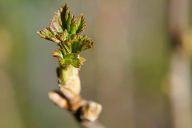 siyah frenk üzümü ribası nigrum yaprakları ve böğürtlen