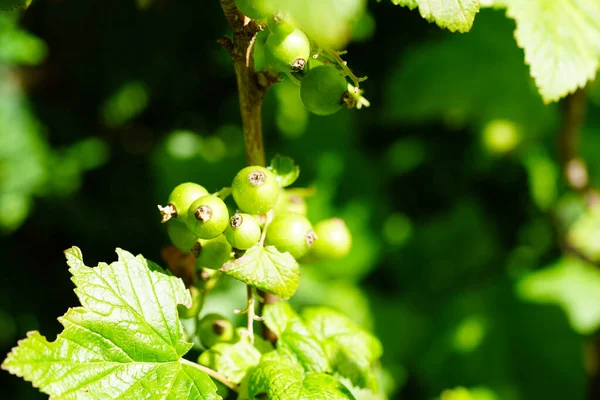 Zwarte Bes Ribes Nigrum Bladeren Bessen — Stockfoto