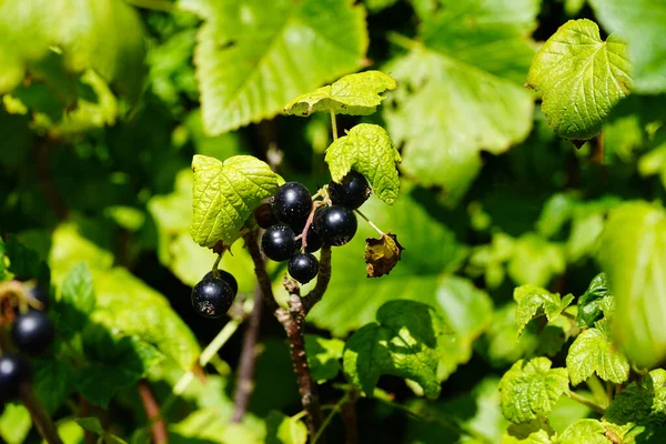Zwarte Bes Ribes Nigrum Bladeren Bessen — Stockfoto