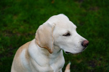 Kısa kaplamalı İngiliz Labrador Retriever 4 aylık