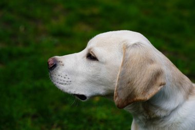 Kısa kaplamalı İngiliz Labrador Retriever 4 aylık
