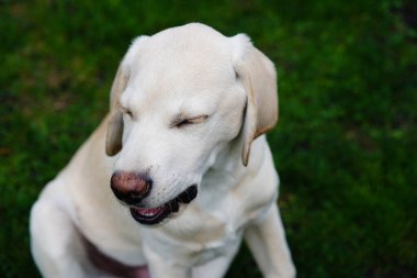 Kısa kaplamalı İngiliz Labrador Retriever 4 aylık