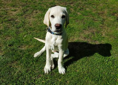 Kısa kaplamalı İngiliz Labrador Retriever 4 aylık