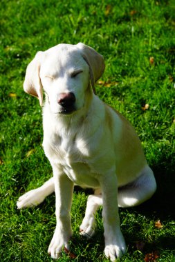Kısa kaplamalı İngiliz Labrador Retriever 4 aylık