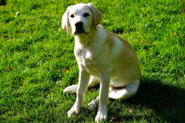 Kısa kaplamalı İngiliz Labrador Retriever 4 aylık