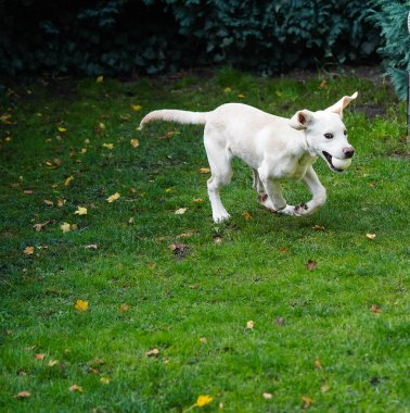 Kısa kaplamalı İngiliz Labrador Retriever 4 aylık