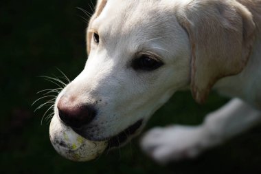 Kısa kaplamalı İngiliz Labrador Retriever 4 aylık