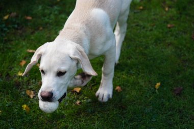 Kısa kaplamalı İngiliz Labrador Retriever 4 aylık