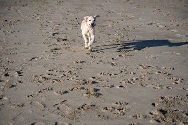 Kısa kaplamalı İngiliz Labrador Retriever 4 aylık