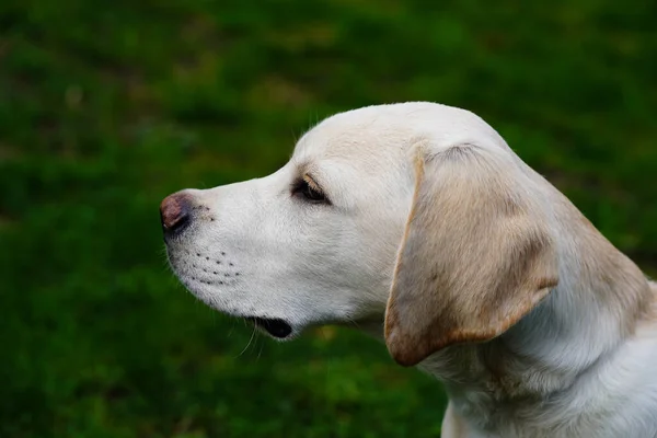 Britisch Corto Recubierto Labrador Retriever Meses Edad — Foto de Stock