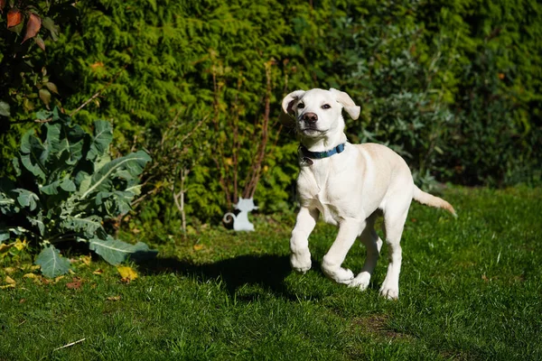 Curto Revestido Britisch Labrador Retriever Meses Idade — Fotografia de Stock