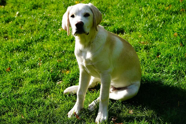Britisch Corto Recubierto Labrador Retriever Meses Edad —  Fotos de Stock