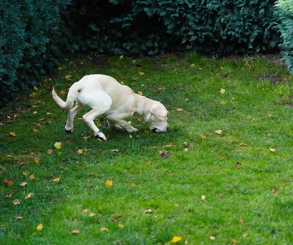 Britisch Corto Recubierto Labrador Retriever Meses Edad —  Fotos de Stock