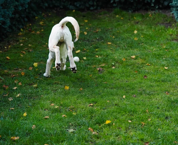 Korte Gecoate Britisch Labrador Retriever Maanden Oud — Stockfoto