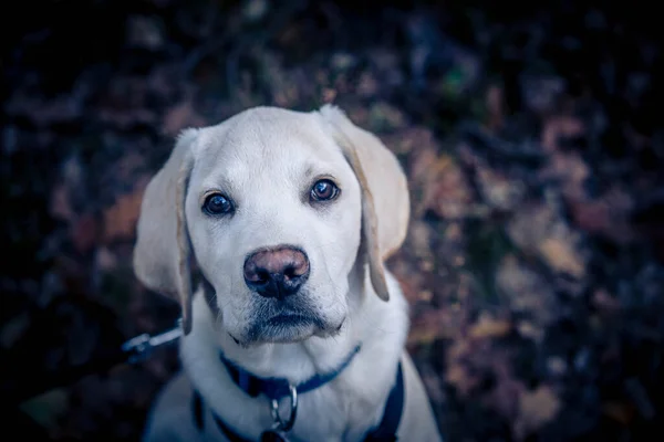 Curto Revestido Britisch Labrador Retriever Meses Idade — Fotografia de Stock