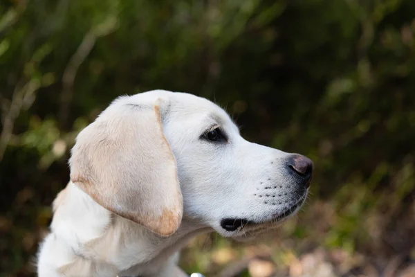 Britisch Corto Recubierto Labrador Retriever Meses Edad — Foto de Stock