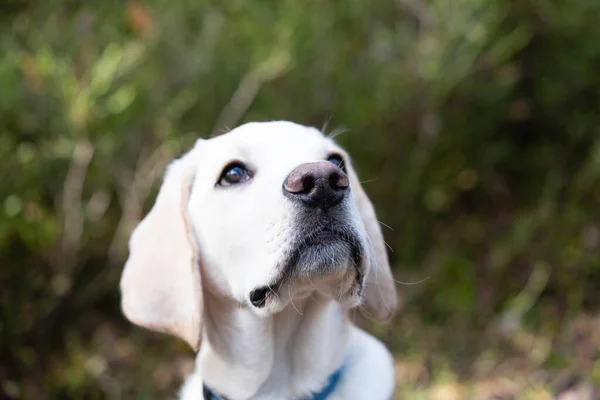 Short Coated Britisch Labrador Retriever Month Old — Stock Photo, Image