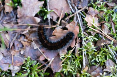 Macrothylacia Rubi - Brombeerspinner - Fox Güve Doğa Koruma Alanında Fishbeker Heatherland