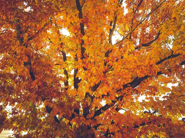 Autumn Leaves Last Sunlight — Stock Photo, Image