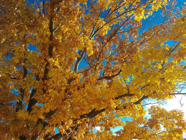 Herbstblätter Letzten Sonnenlicht — Stockfoto