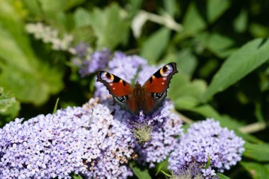 Tavus kuşu kelebeği kelebeğin yanında Buda Daviddi