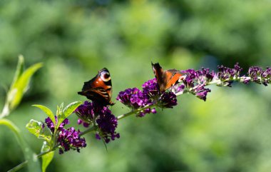 Tavus kuşu kelebeği kelebeğin yanında Buda Daviddi