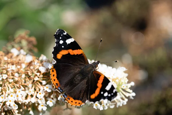 나비인 베네사 — 스톡 사진