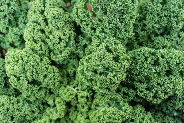 Winter Vegetable Freshley Harvested Green Curly Kale — Stock Photo, Image