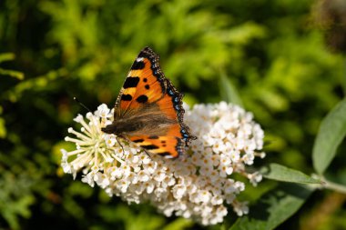 Küçük tilki kelebeği Aglais Urticae