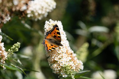 Küçük tilki kelebeği Aglais Urticae