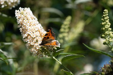 Küçük tilki kelebeği Aglais Urticae