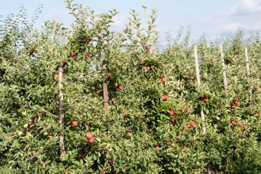 Apple trees in the old land next to Hamburg