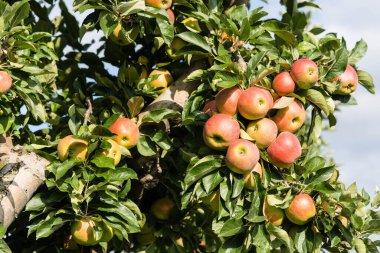 Apple trees in the old land next to Hamburg