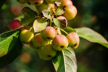 Apple trees in the old land next to Hamburg