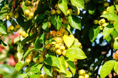 Apple trees in the old land next to Hamburg
