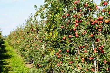 Apple trees in the old land next to Hamburg