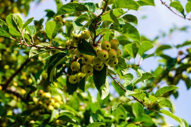 Apple trees in the old land next to Hamburg