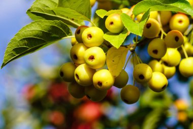 Apple trees in the old land next to Hamburg