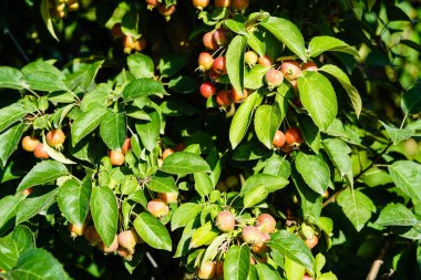 Apple trees in the old land next to Hamburg