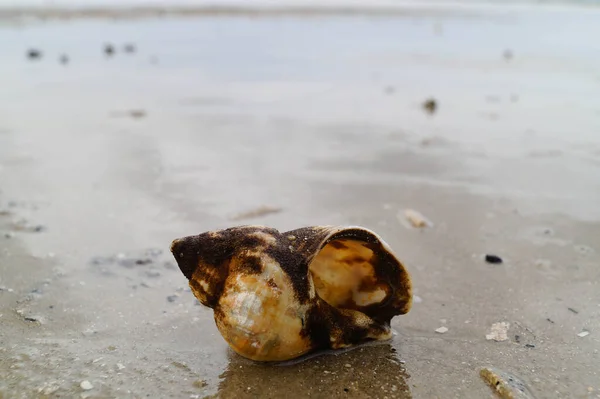 You can find the yellow spanballs of the whelks at the beach of Blavand