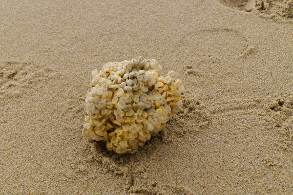 Μπορείτε Βρείτε Τις Κίτρινες Μπάλες Από Κουτάβια Στην Παραλία Της — Φωτογραφία Αρχείου