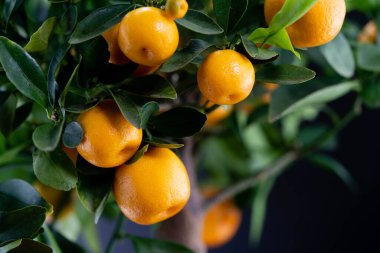 Calamondin Orange nitro fortune makrocarpa bir mandalina karışımıdır.