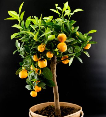 Calamondin Orange nitro fortune makrocarpa bir mandalina karışımıdır.