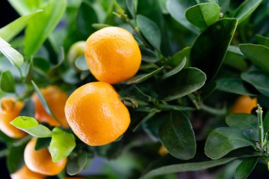 Calamondin Orange nitro fortune makrocarpa bir mandalina karışımıdır.